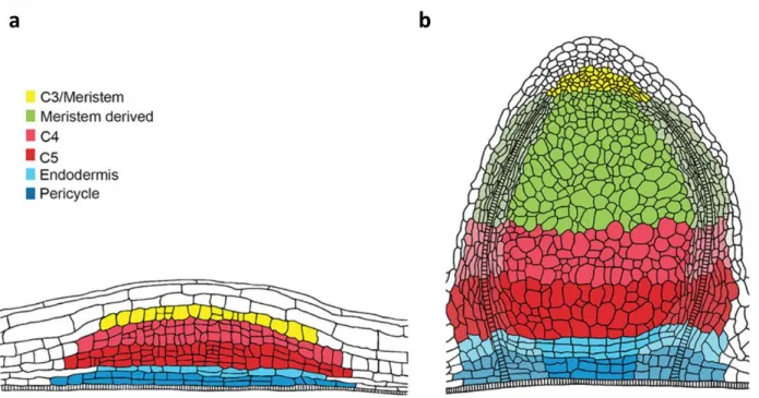 Figure 5 | Indeterminate root nodule fate map of the nodule primordium to mature nodule
