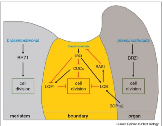 Figure  8  |  BOP1/2-mediated  brassinosteroids  inhibition  allows  the  expression  of  boundary  TFs  to  block  cell division in MTOB