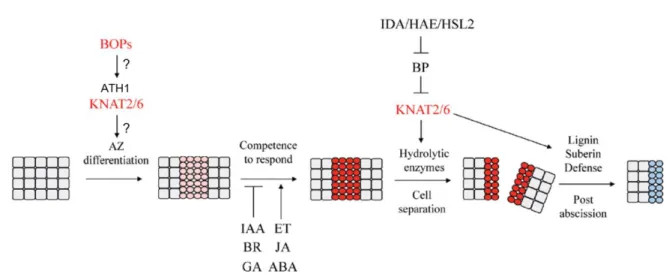 Figure 10 | Current model of the four steps abscission process in floral AZs 