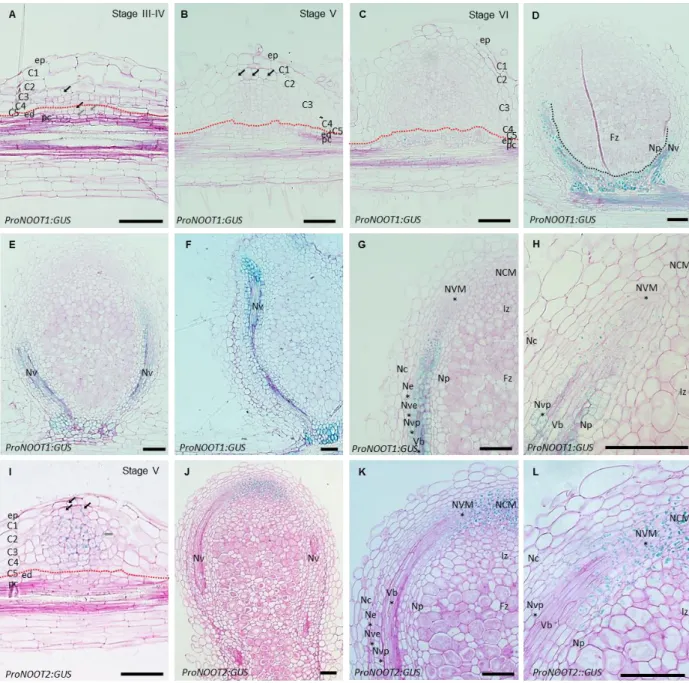 Figure 4. ProNOOT1:GUS and ProNOOT2:GUS expression patterns during nodule development 