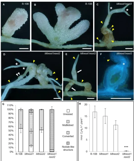 Figure 6. Mtnoot1noot2 nodules have lost their identity and their nitrogen fixation ability 