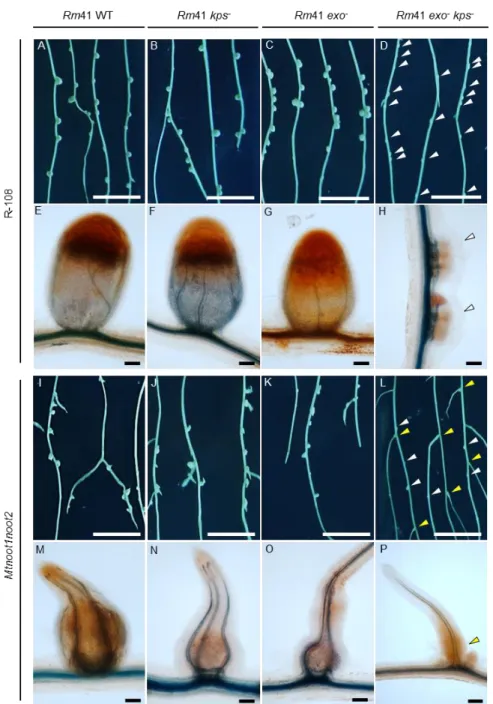 Figure 7. Infection of the double Mtnoot1noot2 mutant by rhizobial exo, kps and exo-kps mutants 