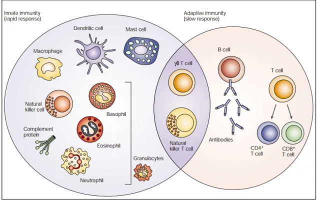 Figure  1.  Cellular  components  of  innate  and  adaptive  immune  cells.  The  innate  immune 
