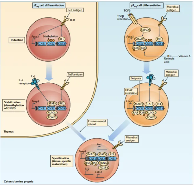 Figure 4. Stepwise induction of tTreg cells and pTreg cells. The thymus-derived regulatory T 