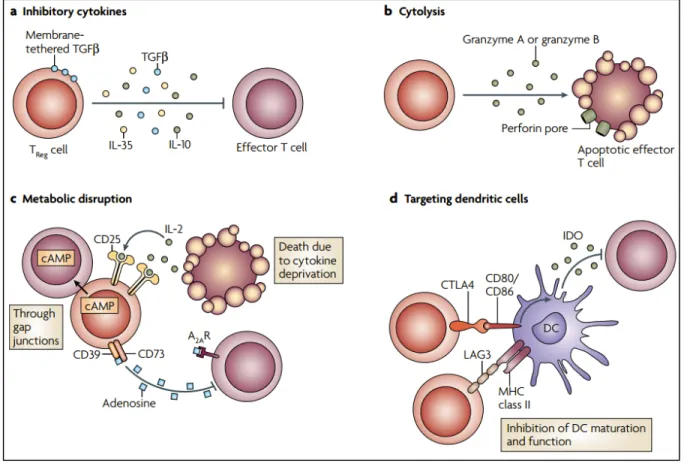 Figure 5. Basic mechanisms used by Treg cells. Depiction of the various regulatory T (Treg)-
