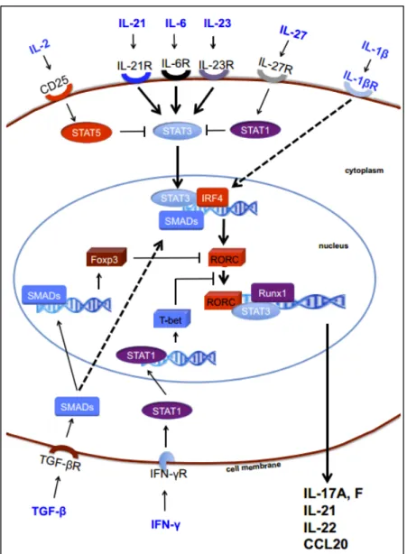 Figure  6.  Mechanisms  of  Th17  cell  induction.  TGF- b is essential for the generation of both  induced regulatory T cells and Th17 cells via the induction of FoxP3 and RORC