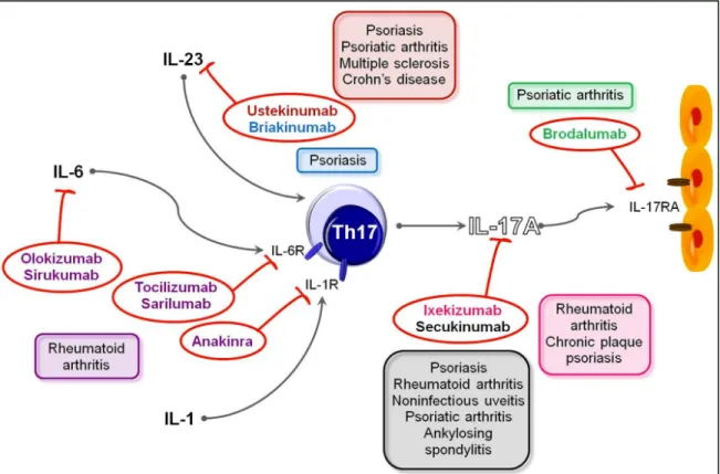 Figure 9. Drugs targeting Th17 pathways and their use in human diseases (Adapted from  Tabarkiewicz et al., 2015; Arch Immunol Ther Exp (Warsz))