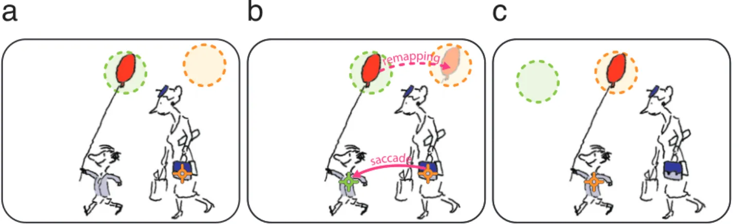 Figure 2. Remapping. (a) When fixating the woman’s purse (orange cross), different visual cells see the image through  limited windows (orange and green dashed circles)