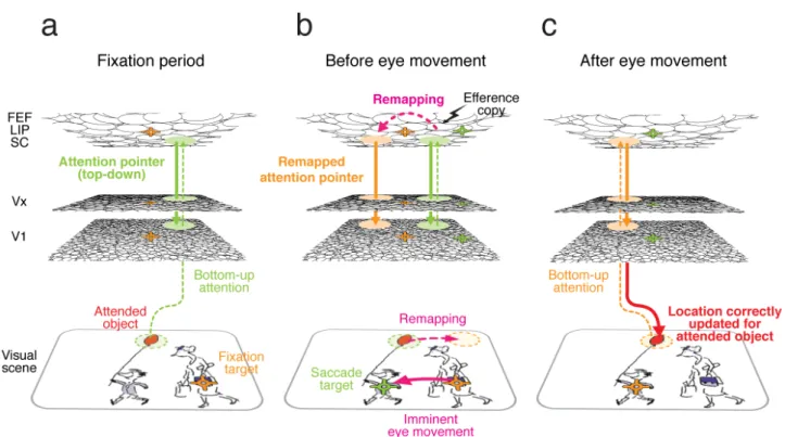 Figure 6. Remapping of attention pointers. Visual cortical areas encode on retinotopic maps different features of the visual  scene