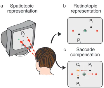 Figure 1. Compensation for saccades. (a) Participants were instructed to ﬁxate the green dot that exchanged position with a red dot each 600 ms