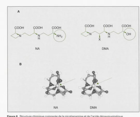 Figure  8 .  Structure  chimique comparée de  l a  ni cotianamine  e t  de  l ' acide déoxymuginéique 