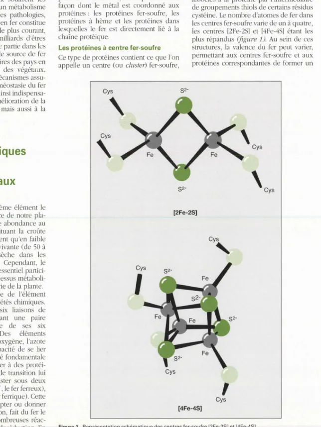Figure  1.  Représentation schématique  des  centres  fer-soufre [2Fe-2S] et  [4Fe-4S] 