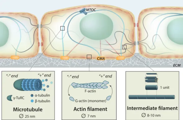 Fig	 15:	 Schematic	 representing	 cell’s	 cytoskeleton	 with	 insets	 showing	 microtubules	 and	 actin	 filaments	 with	 their	 dynamical	 polymerization	 and	 intermediate	 filaments.	 MTOC:	 microtubule	 organizing	 center.	 CMA:	  cell-matrix	adhesion.	ECM:	extracellular	matrix.	Adapted	from	Mechanobio.info.	