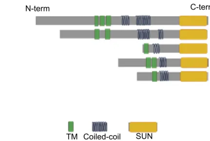 Fig	 31:	 The	 mammalian	 SUN	 proteins.	 which	 form	 trimers	 via	 the	 coiled-coil	 domains.	 TM:	 transmembrane	 domain.	SUN:	SUN	domain.	Adapted	from	(Kracklauer,	Link,	&amp;	Alsheimer,	2013).	