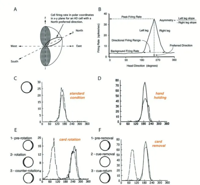 Figure 4: Basic features of presubicular head direction cells.  . Three-dimensional model of  D cell firing