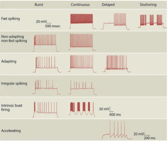 Figure  14:  Petilla  terminology:  types  of  firing  patterns.  Cortical  GABAergic  INs  display  a  vast repertoire of discharge responses