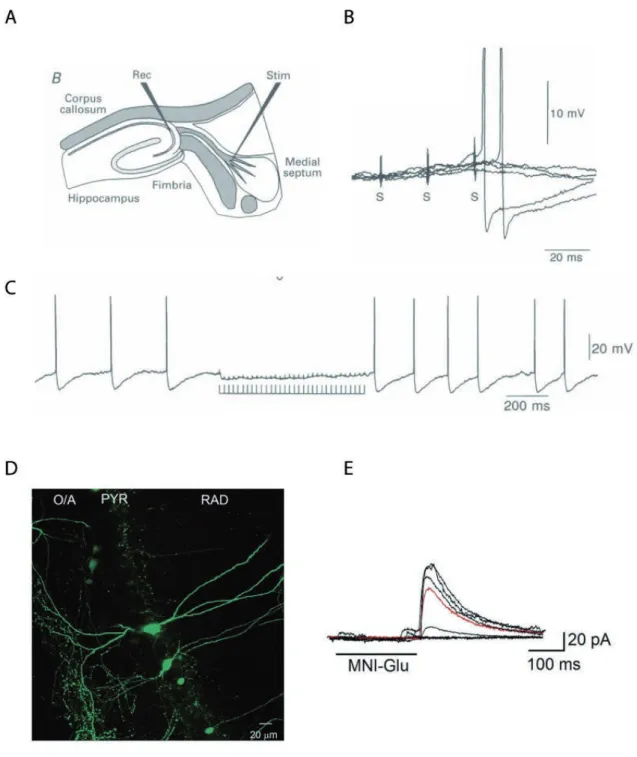 Figure 19: The septo-hippocampal pathway: evidence for long range GABA INs.  . Schemat- Schemat-ic of the septal nuclei and the hippocampus in a combined slSchemat-ice