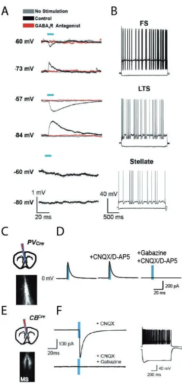 Figure 20: Long-range medial septal interneurons and their synaptic targets in the MEC