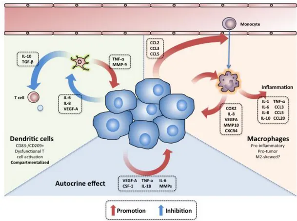 Figure  1.  The  autocrine  and  paracrine  effects  of  tumor  secreted  molecules  in  RCC  microenvironment