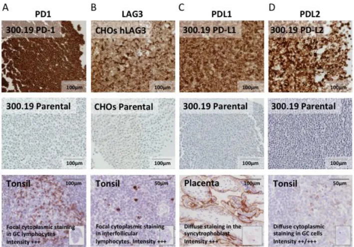 Figure  S1.  Test  of  the  specificity  of  anti-immune  checkpoints  :  Immunohistochemical  staining  of 