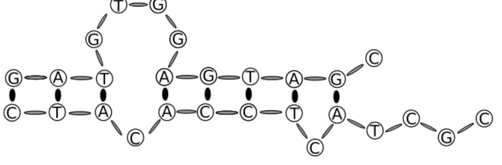 Figure 1.2. Une configuration possible de deux brins d’une molécule d’ADN de longueur différente et libres aux extrémités où les liaisons peuvent se former entre les bases d’indice différent