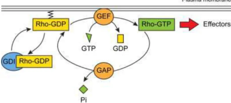 Figure 8:  Rho GTPases can cycle between an active, GTP-bound (green rectangle) and an inactive, GDP- GDP-bound  (yellow  rectangle)  conformation