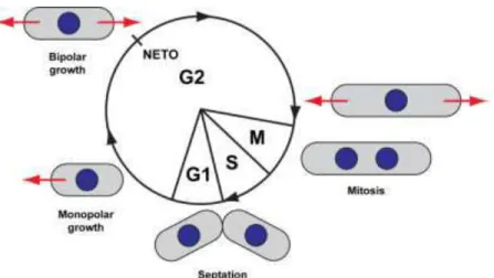 Figure 25:  The mitotic cell cycle of fission yeast haploid cells. A brief description of the single stages 