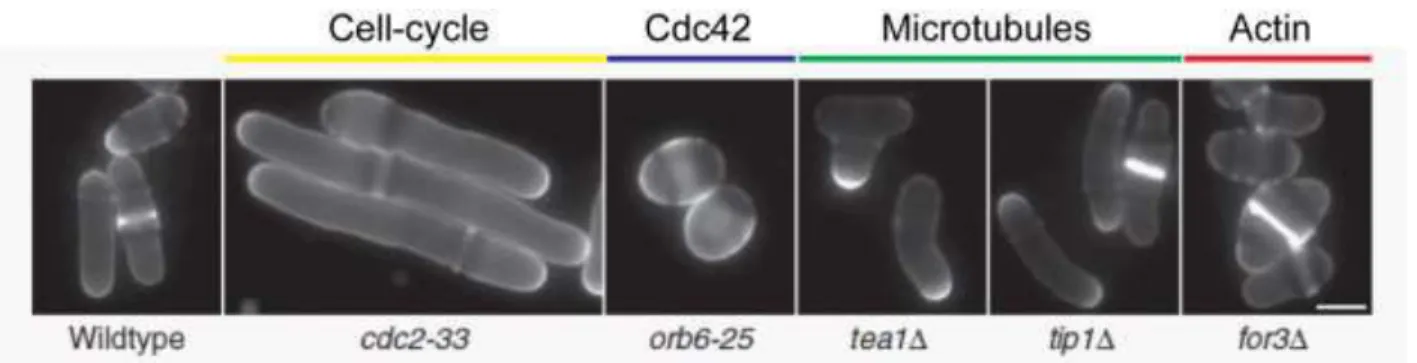 Figure 27:  Morphological fission yeast mutants. The calcofluor staining shows the normal rod shape of 