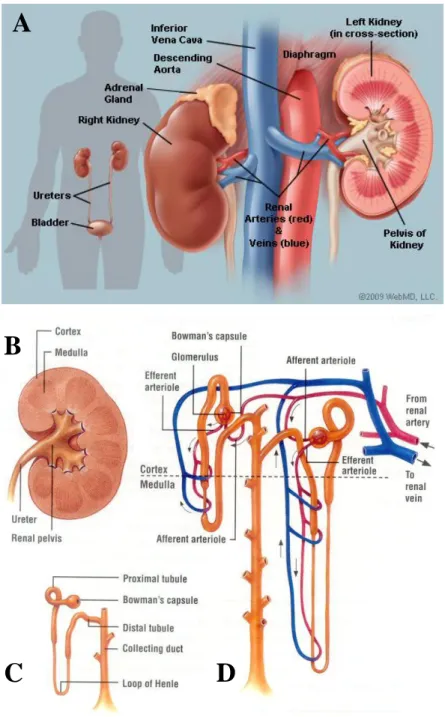 Figure  1.  Anatomical  structure  of  the  kidney.  (A)  Macroscopical  representation  of  kidneys  and  their 