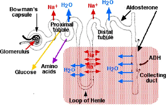 Figure  3.  Schematic  representation  of  tubular  absorption  and  secretion  functions