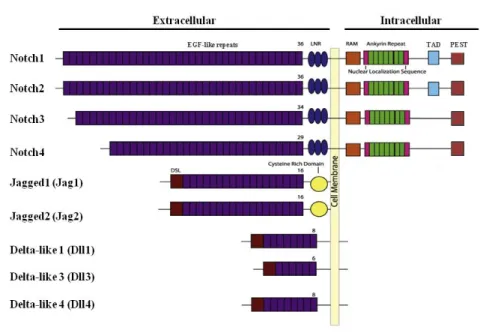Figure 4. Schematic representation of the four Notch receptors (Notch1 to 4) and the five ligands present  in mammals (Jag1 and 2, Dll1-2 and 4)