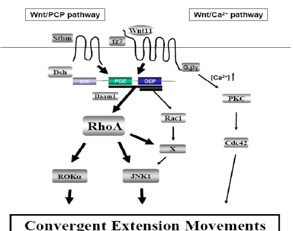 Figure 8.  Schematic representation of Non-canonical Wnt signaling. The two non-canonical Wnt pathways 