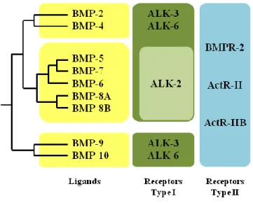 Figure  9.  Schematic  representation  of  BMPs  family.  The  bone  morphogenic  proteins  can  be  subdivided  in 