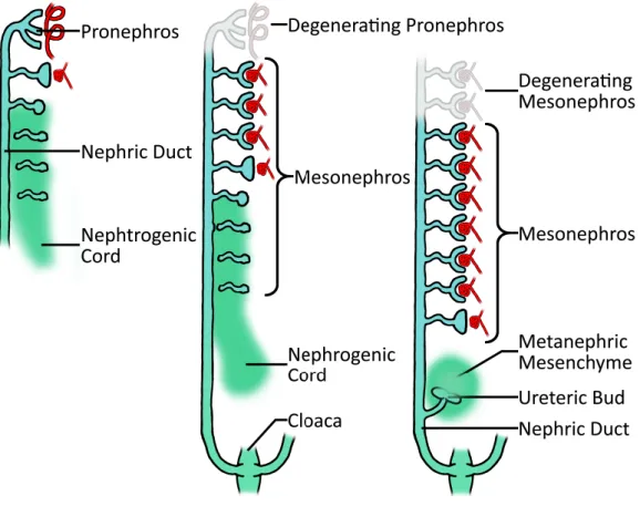 Figure 13. Schematic representation of kidney development during embryogenesis in mammals