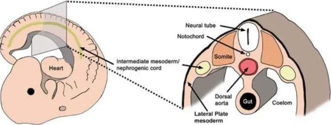 Figure 14. Schematic representation of intermediate  mesoderm position.  Lateral and transversal  section of 
