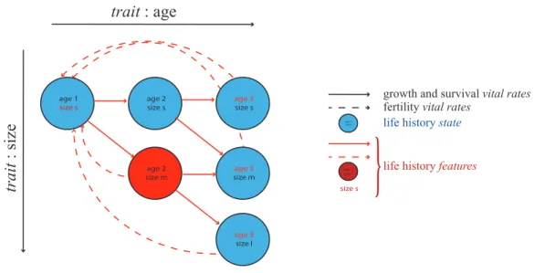Figure 2: Life cycle. In this life cycle, structured by traits age and size, we represent the states as circles representing the combinations of trait values and the vital rates (the transitions between states) as arrows, plain for survival and growth tran