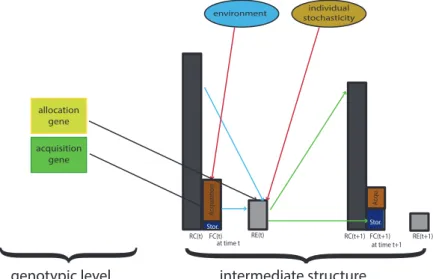 Figure 1.1: Representation of the genotypic level and intermediate structure of physiological costs