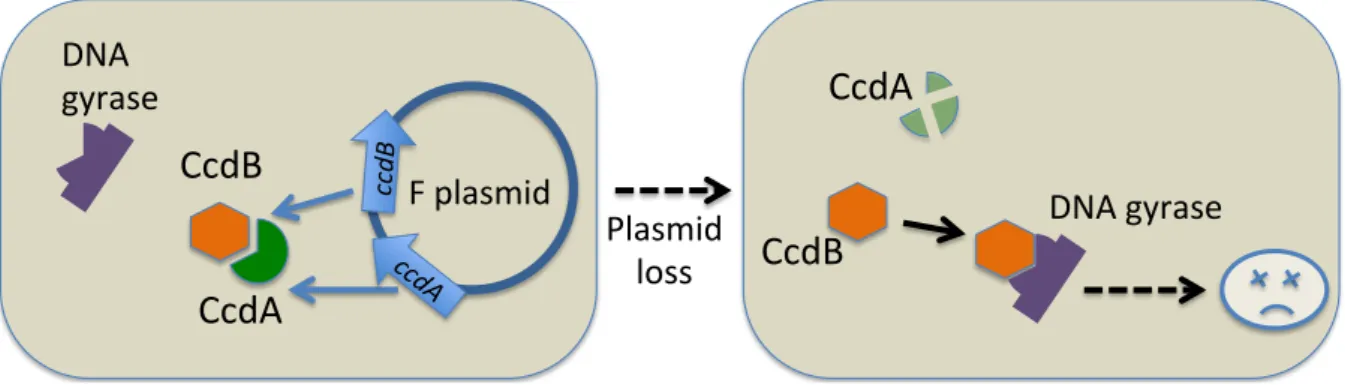 Figure II.3: PSK system in the F plasmid. When F is present in a cell, both ccdA and