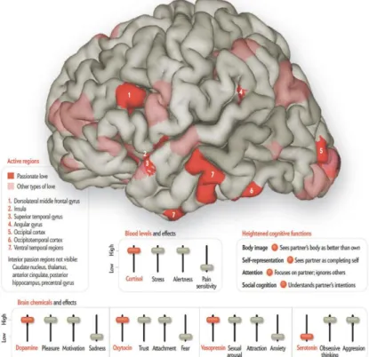 Figure 1: The brain in love (taking from Ortigue, 2011) 