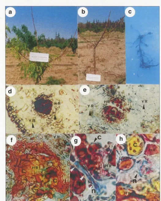 Figure  1.  Observat i ons macroscopiques et microscopiques de l'incidence de l ' infestation de  M 