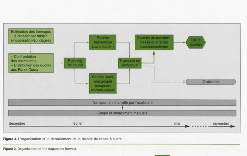 Figure  3.  L'organisation  et le  déroulement de  la  récolte  de canne  à  sucre . 