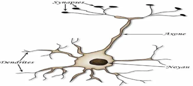 Figure 1. Schéma d’un neurone réel