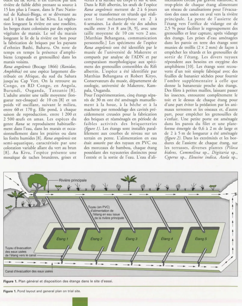 Figure  1 .  Plan  général et  disposition  des étangs dans  le site  d'essai.  Figure  1 