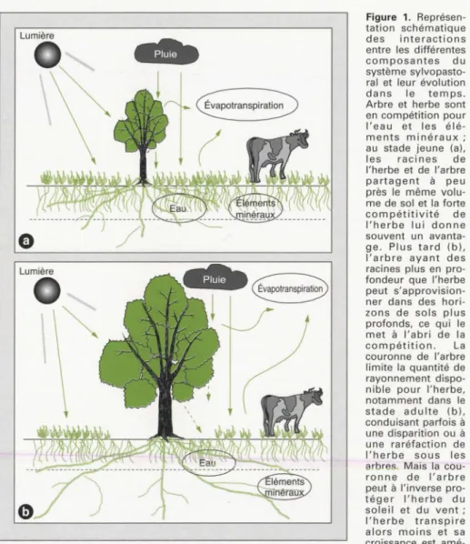 Figure  1.  Schematic  representation  of the  interactions  between  the  different  components  of  the  silvo- silvo-pastoral  system  and  their  evolution  according  to  time