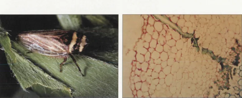 Figure  2.  Aphrodes  bicinctus,  jasside  vecteur  de  la  phyllodie  du  trèfle  et  gaine  sétale  laissée  par sa  piqûre  atteig nant  les  tissus  libériens  de  la  plante-hôte  (documents J.- P