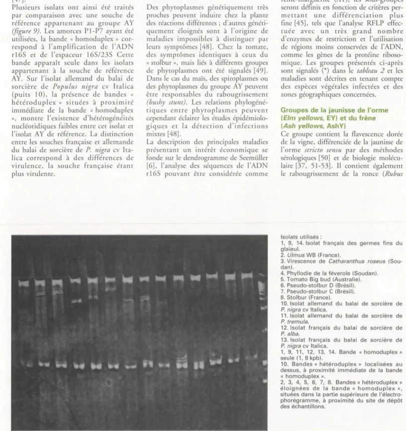 Figure  9.  Heteroduplex  Mobility  Assay  (HMA)  (documents  M.-T.  Cousin,  et a/.) 