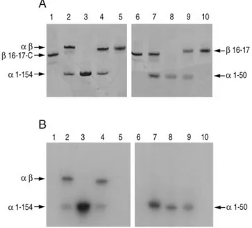 Figure 3 SDS/PAGE analysis of α-and β-spectrin recombinant peptides involved in the spectrin self-association site