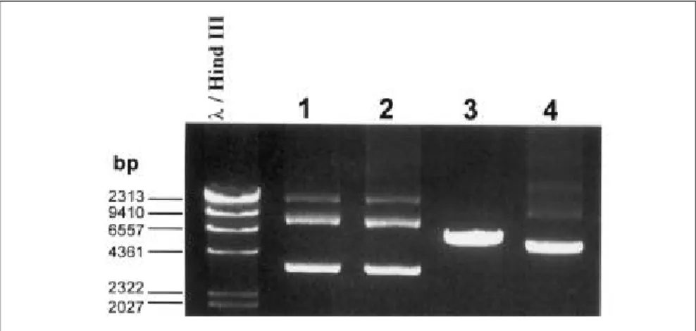 Figure 1. Agarose (1% wt/vol) gel electrophoresis of circular and linear plasmids treated or not