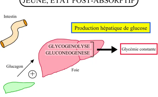 Figure 1: Représentation schématique du contrôle de la glycémie par le foie.