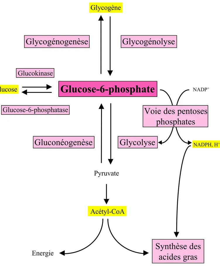 Figure 3: Le glucose-6-phosphate: un métabolite au carrefour du métabolisme glucidique dans le foie.